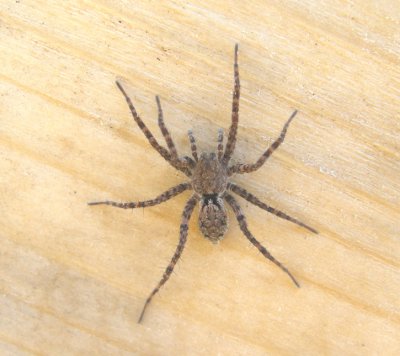 Lycosidae - Wolf Spiders