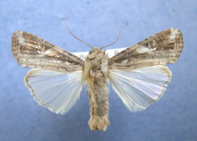 932216 (9666)  Spodoptera frugiperda
