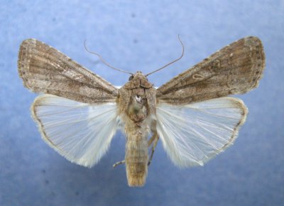 9666 Spodoptera frugiperda 2