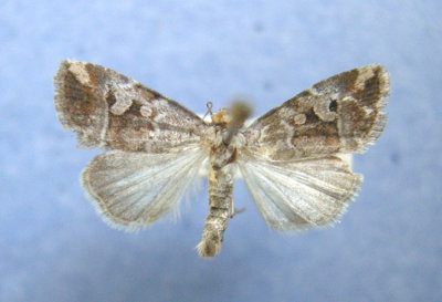 9678 Elaphria versicolor