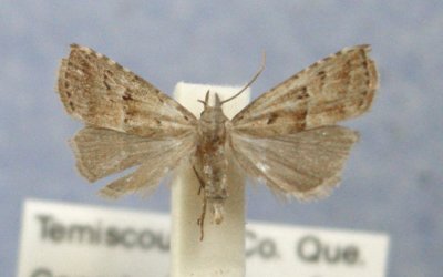 8422 Hypenodes palustris