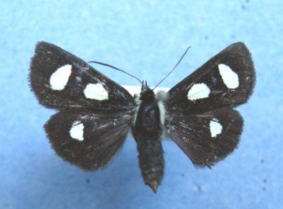 9318 Alypia langtoni  - Female