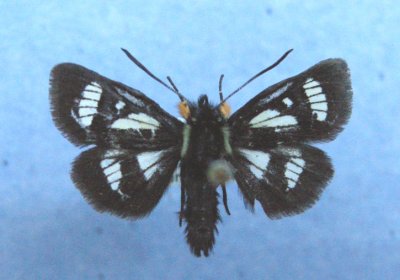 9321 Androloma maccullochii