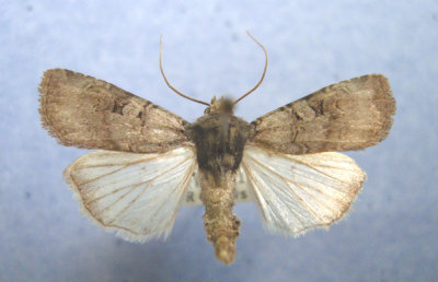 Saskachewan Lepidoptera in MNT Collection