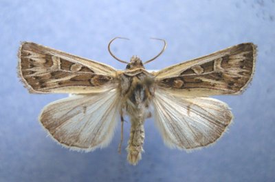 10830 Euxoa quadridentata