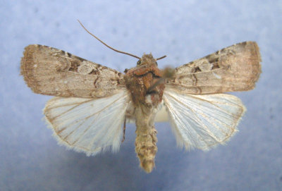 10807 Euxoa albipennis - Alberta 