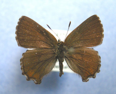 4327 Incisalia lanoraieensis