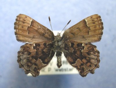 4327 Incisalia lanoraieensis - under