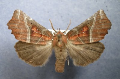 8555 Scoliopterys libatrix