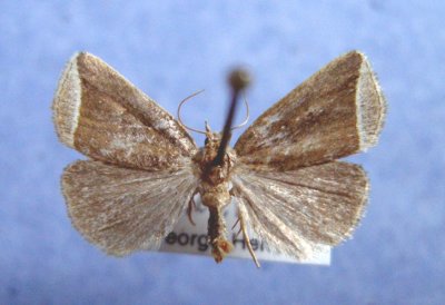 9059 Capis curvata - local & Rare