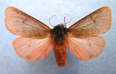 8158 Phragmatobia assimilans - Restigouche