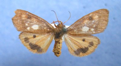 8121 Holomelina ferruginosa