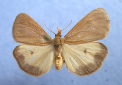 8123 Holomelina ferruginosa