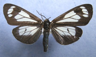 Alberta Lepidoptera in MNT Collection