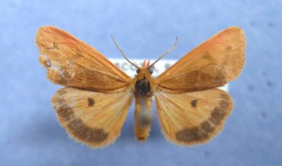 Lepidoptera Of Nova Scotia in MNT Collection
