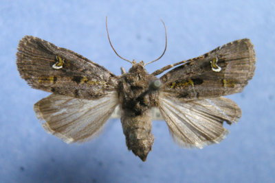 10397 Lacinipolia renigera - Female