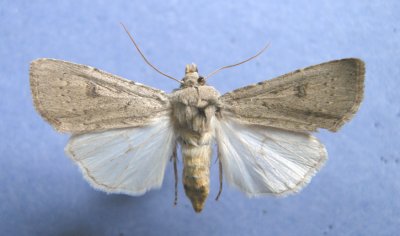 10641 Agrotis vetusta - BC collected 1905