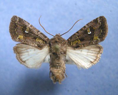 10397 Lacinipolia renigera