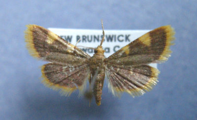 5524 Hypsopygia costalis