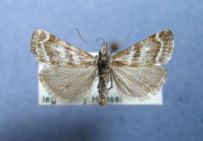 5406 Catoptria trichostoma