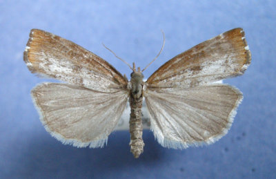 5411 Pediasia truncatella