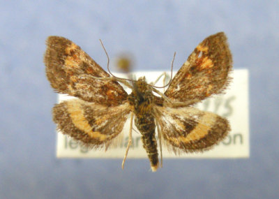 5058 Pyrausta orphisalis