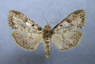 5226 Palpita magniferalis