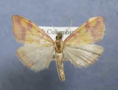 British Columbia Papillons - Moths & Butterflies