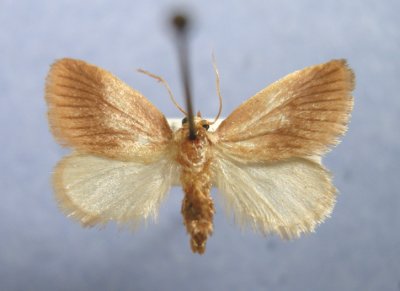 Zygaenoidea - 4618 to 4702