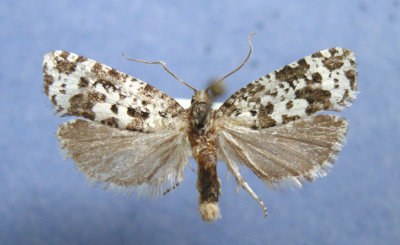 2900 Petrova bunkeana