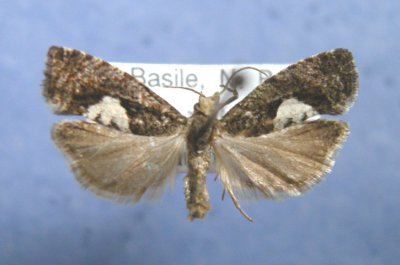 3283 Epinotis solandriana