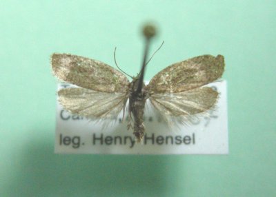 3545 Acleris minuta