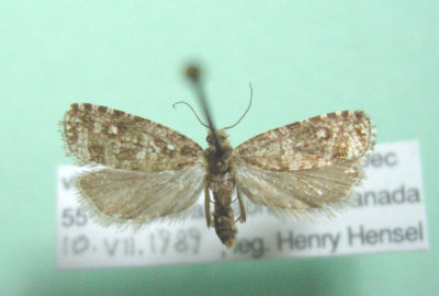 2851 Olethreutes intermistana