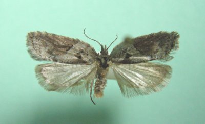 3549 Acleris macana 2