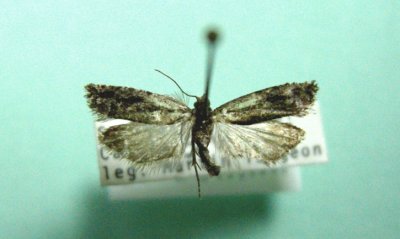 Eucosmini sp