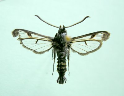 Manitoba Papillons - Moths & Butterflies