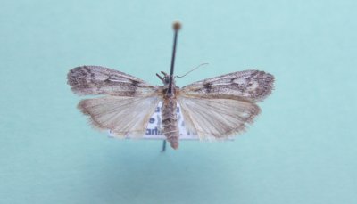 M not ID-5 prob Pyraloidea