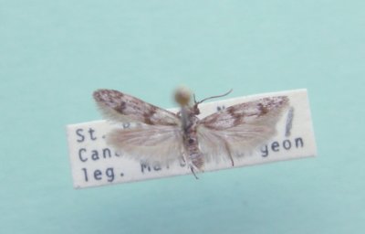 M not ID-2