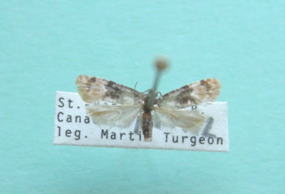 M not ID-12 maybe Cochylis nana