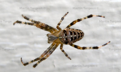  Araneus diadematus  