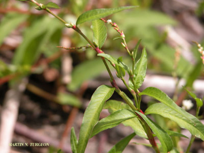 Persicaria sagittata - Arrow-Leaved Tearthumb/Grate-cul