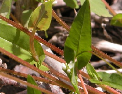 P.192 Flora of NB