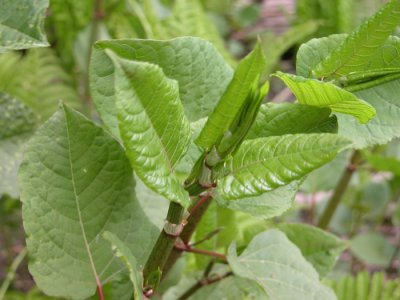 p 187 Flora of NB