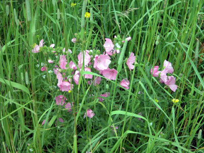 p.205 Flora of NB