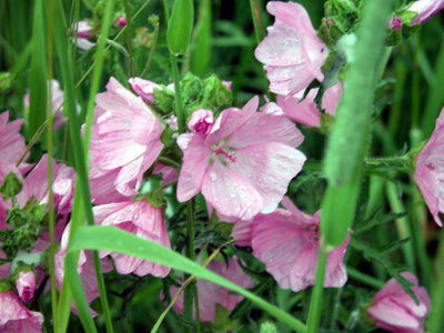 p.205 Flora of NB
