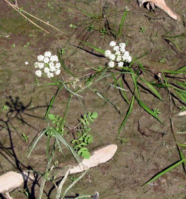 p 351 Flora Of NB