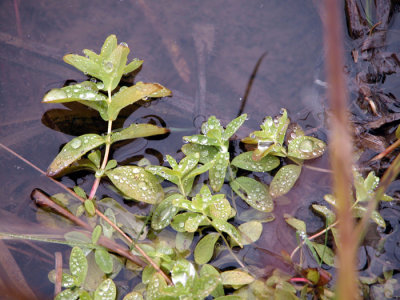 P.201 Flora of NB
Madawaska Maliseet I.R.