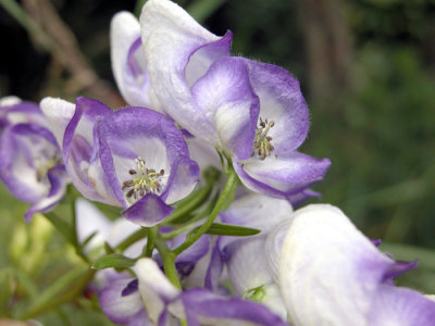 p.136 Flora of NB