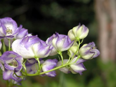 p.136 Flora of NB