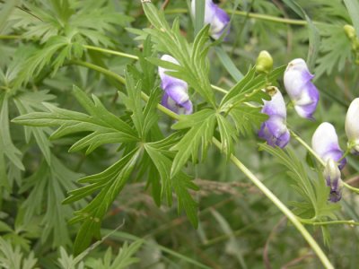 p.136 Flora of NB